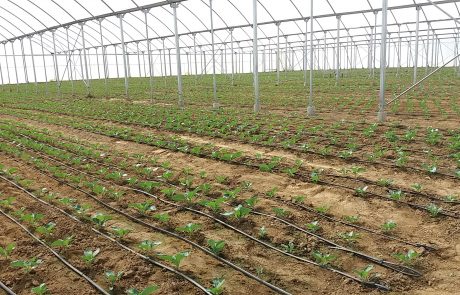 Drip Irrigation