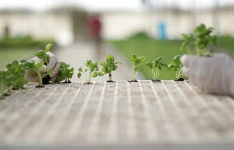 Basil Seedlings