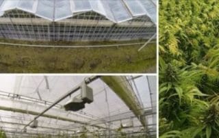 Cannabis Cultivation