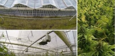 Cannabis Cultivation