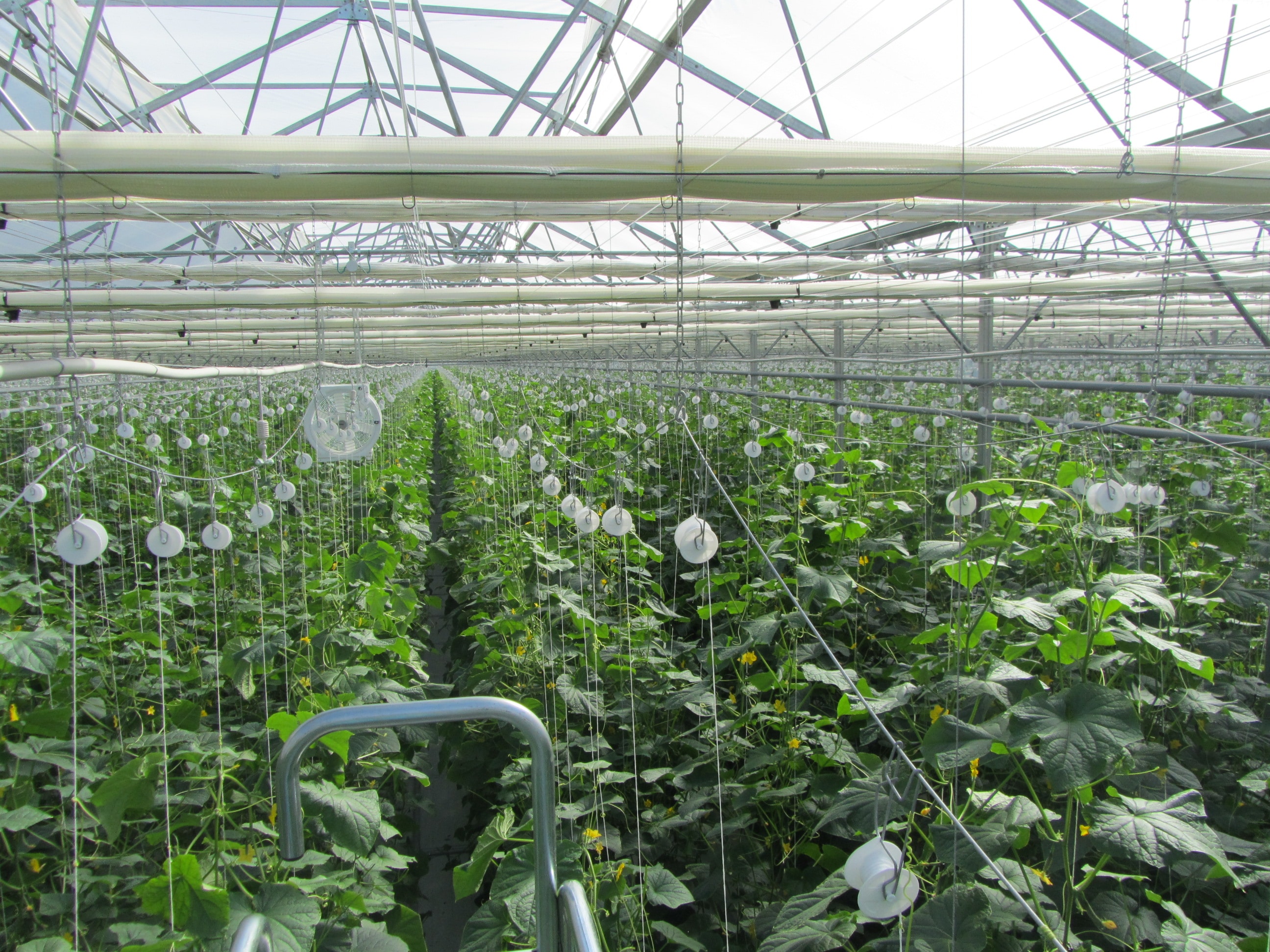 Trellised cucumber plants in a greenhouse